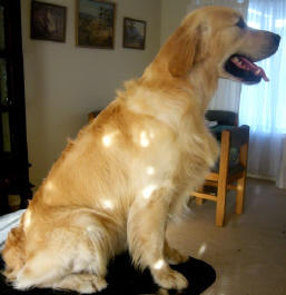 Gundog Club of SA - Fittest dog in test - Taumac Golden Casanova
