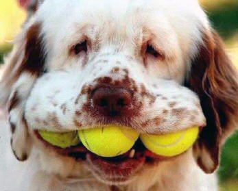 Gundog Club of SA - Committee - Clumber holding three balls in his mouth