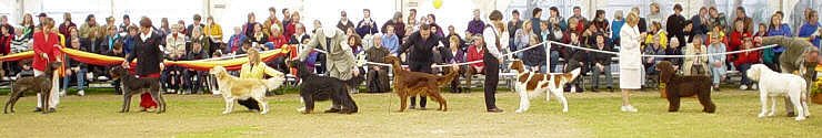 Gundog Club of SA - Group Line Up