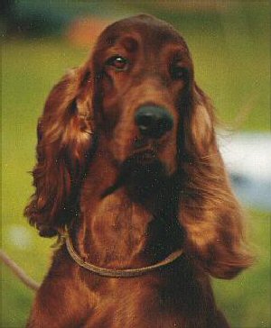 Gundog Club of SA - Irish Setter