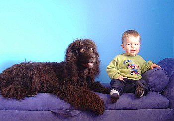Gundog Club of SA - Irish Water Spaniel
