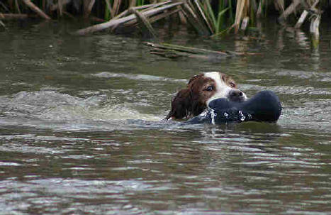 Gundog Club of SA - Water Retrieving