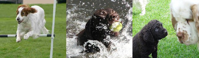 Gundog Club of SA Schedules